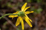 Common Leopardbane